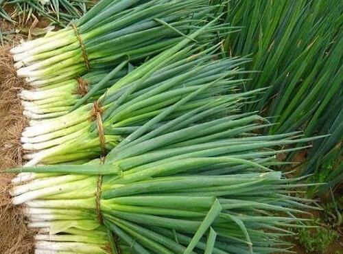 蔬菜品種:蔥苗/大蔥