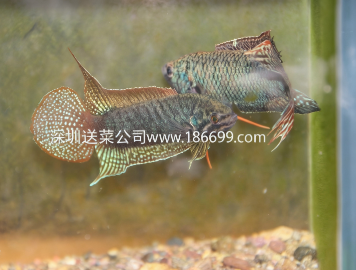 東莞生鮮食材配送中心暢談:生存能力最強的淡水魚