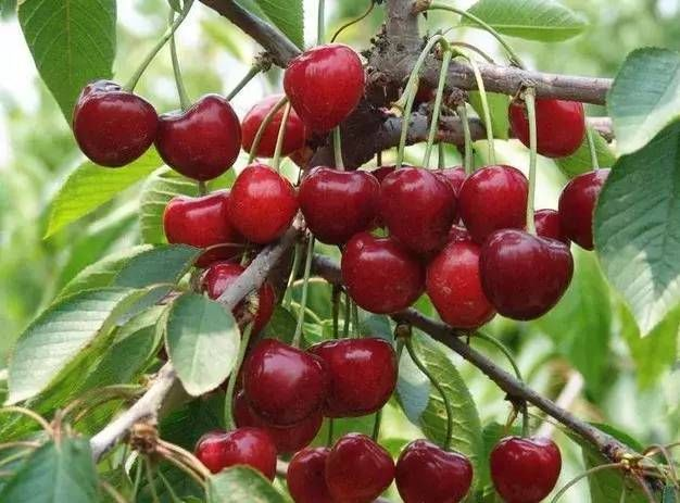 今年車厘子的價格和質(zhì)量受哪些因素影響?